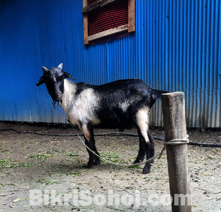 ব্ল্যাক বেঙ্গল পাঠা